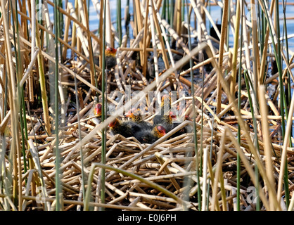 Coot pulcini sul nido Milton Cambridgeshire Inghilterra Foto Stock