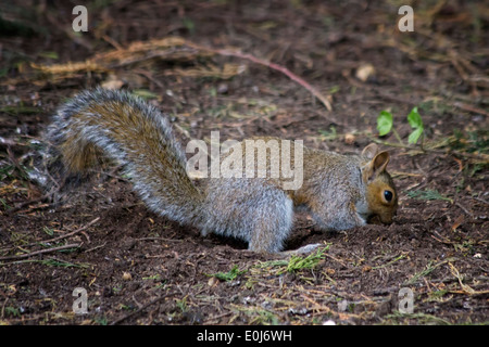 Scoiattolo grigio seppellire il cibo nel suolo, Suffolk, Inghilterra, Regno Unito Foto Stock