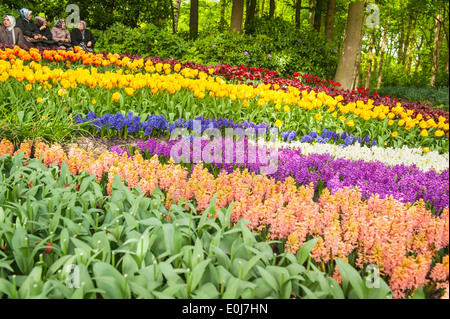 Holland , Paesi Bassi , Keukenhof , letto floreale di tulip tulipani giacinti giacinto rosso giallo blu porpora viola bianco rosa arancione Foto Stock