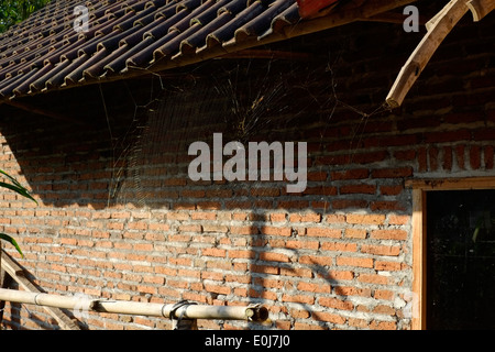 Grandi ragni web sul lato di una casa contenente un golden orb-spider web in un villaggio rurale in Giava Est Indonesia Foto Stock