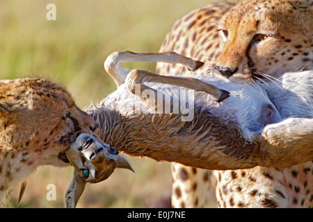 Due giovani ghepardi con fresco preda, Thompson gazelle, Masai Mara, Kenya (Acinonyx jubatus), (Eudorcas thomsonii) Foto Stock