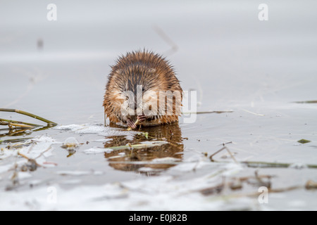 Topo muschiato (Ondatra zibethicus) mangiare e sedersi sul vicino a riva, in un film di scarto. Strathmore, Alberta, Canada Foto Stock