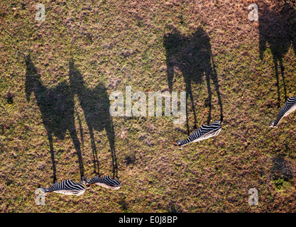 Vista aerea di zebre e ombre, il Masai Mara, Kenya, Febbraio (Equus quagga) Foto Stock