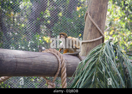 Scimmie scoiattolo in cattività. Foto Stock