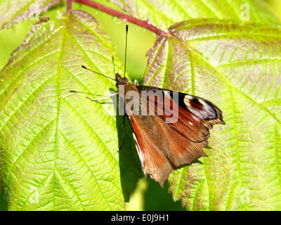 Reigate, Surrey. Regno Unito. Mercoledì 14 Maggio 2014. La flora e la fauna di North Downs. Una farfalla pavone 'Inachis io' poggia su Rovo foglie sotto il sole a Reigate Hill, Surrey, mercoledì 14 maggio 2014 Credit: Foto di Lindsay Constable /Alamy Live News Foto Stock