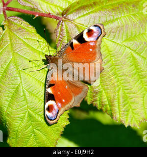 Reigate, Surrey. Regno Unito. Mercoledì 14 Maggio 2014. La flora e la fauna di North Downs. Una farfalla pavone 'Inachis io' poggia su Rovo foglie sotto il sole a Reigate Hill, Surrey, mercoledì 14 maggio 2014 Credit: Foto di Lindsay Constable /Alamy Live News Foto Stock