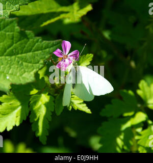 Reigate, Surrey. Regno Unito. Mercoledì 14 Maggio 2014. La flora e la fauna di North Downs. Un verde bianco venato Butterfly 'Sarcococca napi' poggia su un'erba Robert 'Geranium robertianum' Fiore al sole a Reigate Hill, Surrey, mercoledì 14 maggio 2014 Credit: Foto di Lindsay Constable /Alamy Live News Foto Stock