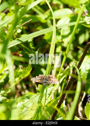 Reigate, Surrey. Regno Unito. Mercoledì 14 Maggio 2014. La flora e la fauna di North Downs. Un bianco bordato giorno flying Moth 'Bupalus piniaria' è appoggiato al sole sulla lama di erba a Reigate Hill, Surrey, mercoledì 14 maggio 2014 Credit: Foto di Lindsay Constable /Alamy Live News Foto Stock