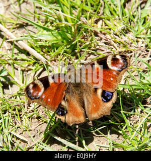 Reigate, Surrey. Regno Unito. Mercoledì 14 Maggio 2014. La flora e la fauna di North Downs. Una farfalla pavone 'Inachis io' è appoggiato al sole su un percorso di downland a Reigate Hill, Surrey, mercoledì 14 maggio 2014 Credit: Foto di Lindsay Constable /Alamy Live News Foto Stock