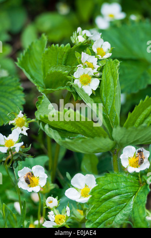 Fiori su piante di fragola Foto Stock