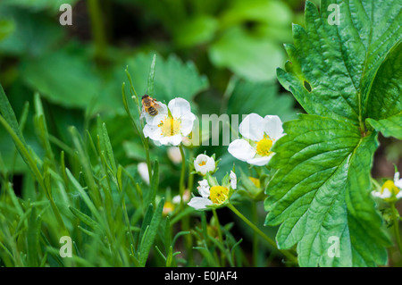 Fiori su piante di fragola Foto Stock