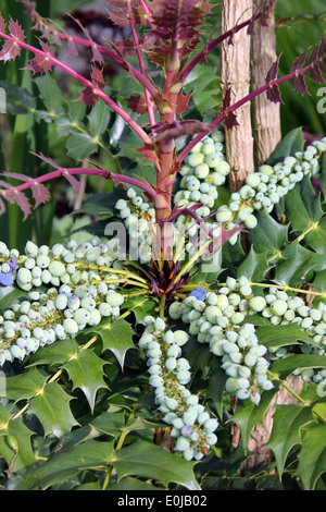 Mahonia x media della carità Foto Stock