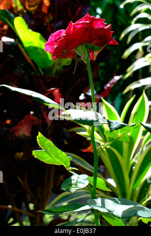 Luminose red rose che crescono in un giardino in un piccolo borgo rurale in Giava Est Indonesia Foto Stock