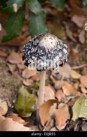 Gazza Cap funghi Foto Stock