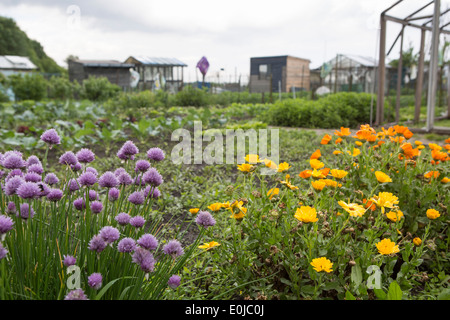 Il paesaggio di riparto giardini con fiori ed erba cipollina davanti (Paesi Bassi) Foto Stock