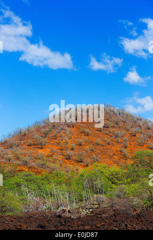 Alberi tropicali in cima alla terra rossa collina di Maui, Hawaii Foto Stock