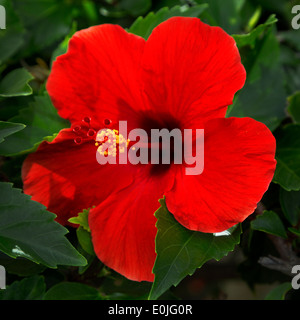 Chiusura del singolo fiore tropicale, rosso Hibiscus Kauai, Hawaii Foto Stock