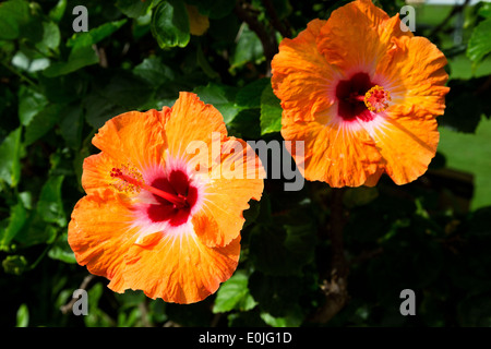 Due arancio fiori di ibisco su Kauai, Hawaii Foto Stock