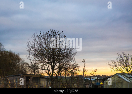 Paesaggio tramonto riparto giardino durante l inverno in Paesi Bassi Foto Stock