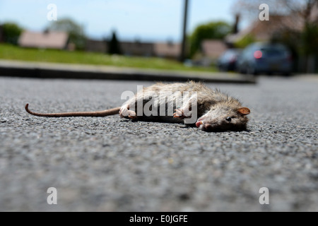 Un ratto gigante raffigurato su strada in una zona residenziale di Woodingdean, Brighton East Sussex, Regno Unito. Foto Stock