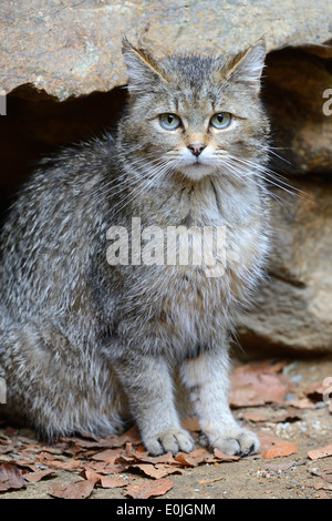 Wildkatze (Felis silvestris), captive, Bayern, Deutschland Foto Stock