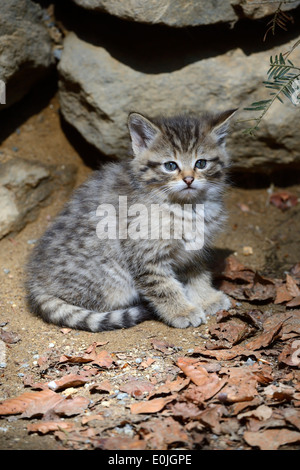 Wildkatze (Felis silvestris), Jungtier, captive, Bayern, Deutschland Foto Stock