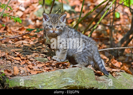 Wildkatze (Felis silvestris), Jungtier, captive, Bayern, Deutschland Foto Stock