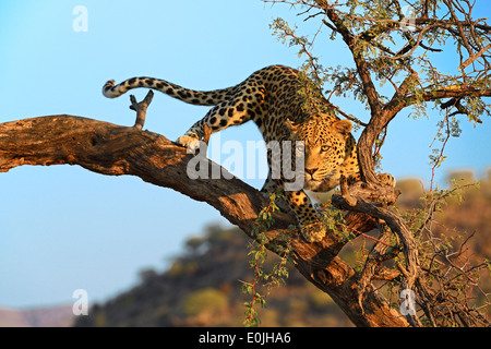 Leopard (Panthera pardus) haelt Ausschau auf einem Baum Im ersten Morgenlicht , Regione Khomas, Namibia, Afrika Foto Stock