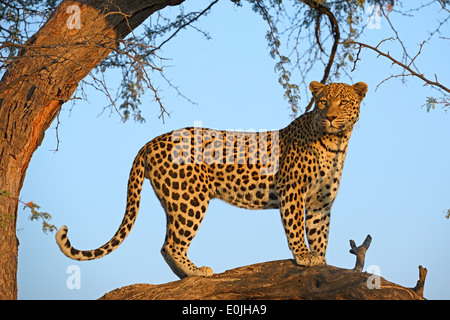 Leopard (Panthera pardus) haelt Ausschau auf einem Baum Im ersten Morgenlicht , Regione Khomas, Namibia, Afrika Foto Stock