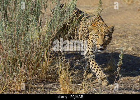 Leopard (Panthera pardus) streift durch sein Revier am Morgen, Regione di Khomas, Namibia, Afrika Foto Stock