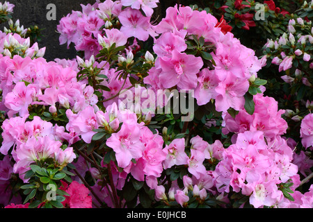 Verschiedene Zuchtformen eines Rhododrendron (Rhododendron strigillosum ) Deutschland Foto Stock