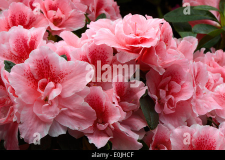 Verschiedene Zuchtformen eines Rhododrendron (Rhododendron strigillosum ) Deutschland Foto Stock