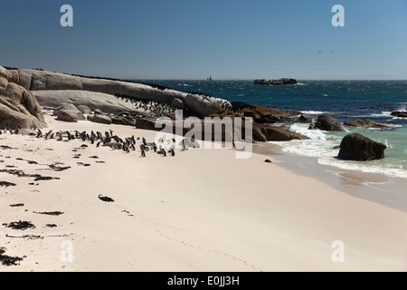 I Penguins africani Spheniscus demersus presso la spiaggia del masso vicino alla Città di Simon, Cape Town, Western Cape, Sud Africa Foto Stock