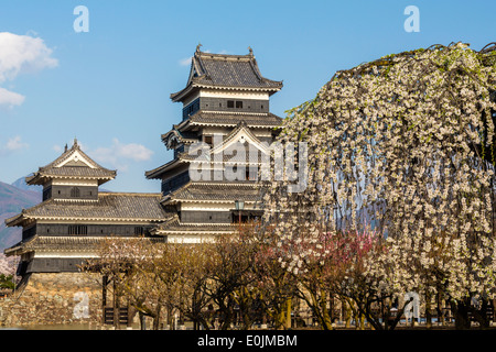 Fiori Ciliegio al Castello Matsumoto in Giappone Foto Stock