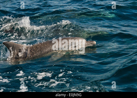 Delfini a Naso di Bottiglia nell'oceano, Amakusa, Prefettura di Kumamoto, Kyushu, Giappone Foto Stock