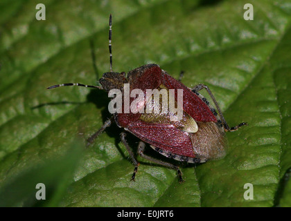 Close-up di un pruno selvatico bug (Dolycoris baccarum) Foto Stock