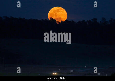 San Simeone, California, USA. 14 Maggio, 2014. La luna piena sorge sopra un boschetto di alberi come fumo nell'atmosfera da incendi bruciare nel centro e nel sud della California dare la luna un bagliore arancione. Credito: Jonathan Alcorn/ZUMAPRESS.com/Alamy Live News Foto Stock