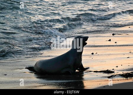 San Simeone, California, USA. 14 Maggio, 2014. Un giovane elefante guarnizione si sposta sulla spiaggia a PIEDRAS BLANCAS elephant colonia di foche appena a nord di San Simeone. Nel 1990, appena sotto le due dozzine di elefanti marini sono stati visti sulla spiaggia che si trova appena a sud del Piedras Blancas faro. La prossima primavera, più di 400 le guarnizioni sono state contate. Dopo che la popolazione ha continuato a crescere ogni anno, il che significa ora circa 17.000 elefanti marini chiamare questa spiaggia la loro casa. Credito: Jonathan Alcorn/ZUMAPRESS.com/Alamy Live News Foto Stock