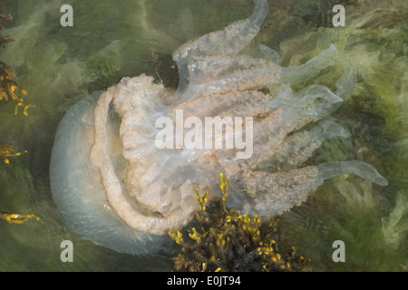 Rhizostoma pulmo meduse, canna meduse, pattumiera coperchio Medusa , Portland Dorset UK potrebbe Foto Stock