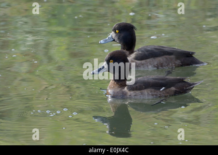 Due Moretta femminile (Aythya fuligula) nuotare in acqua Foto Stock