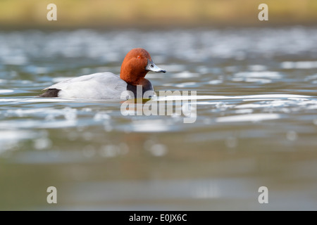Pochard (Aythya ferina) Drake nuoto in acque con profondità di campo ridotta. Foto Stock