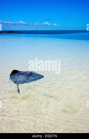 Costline razza pesci nella laguna blu relax di Isla Contoy messico Foto Stock