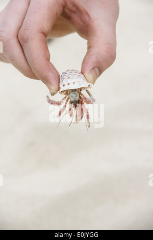 Mano che tiene il granchio nasconde nella shell su Sfondo sabbia Foto Stock