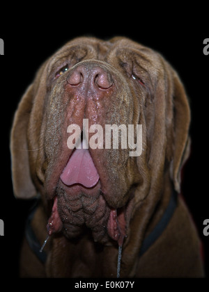 Mastino Napoletano, 9 mesi di età, seduto di fronte a sfondo nero Foto Stock