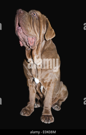 Mastino Napoletano, 9 mesi di età, seduto di fronte a sfondo nero Foto Stock