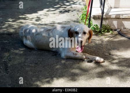 Setter inglese femmine giovane cane giacciono nell'ombra Foto Stock