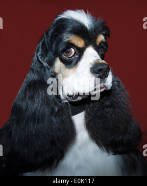 Cavalier King Charles Spaniel ritratto Foto Stock
