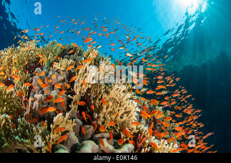 Reef scenic con jewel fairy basslet, Mar Rosso, Egitto (Pseudanthias squamipinnis) Foto Stock