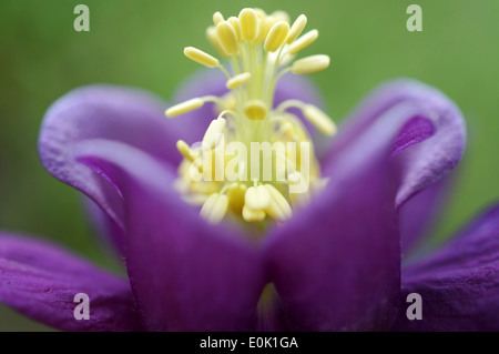 Close-up di un fiorire Aquilegia Akelei Foto Stock