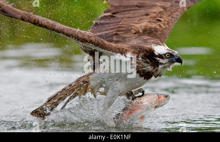 Osprey per la pesca del salmone trota, Finlandia (Pandion haliaetus) Foto Stock